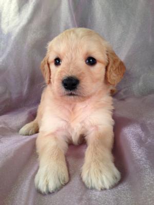 Female Goldendoodle Puppy for sale #13 Born April 10th, 2013|Goldendoodles Puppies by Professional Goldendoodle Breeders